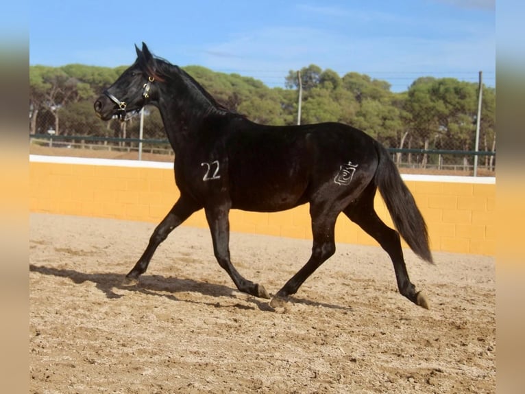 PRE Mestizo Caballo castrado 3 años 154 cm Negro in Hamburg
