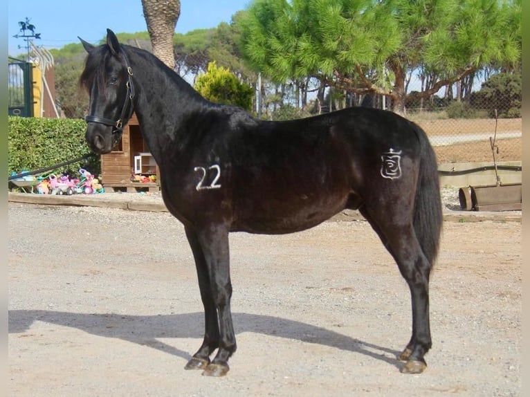 PRE Mestizo Caballo castrado 3 años 154 cm Negro in Hamburg