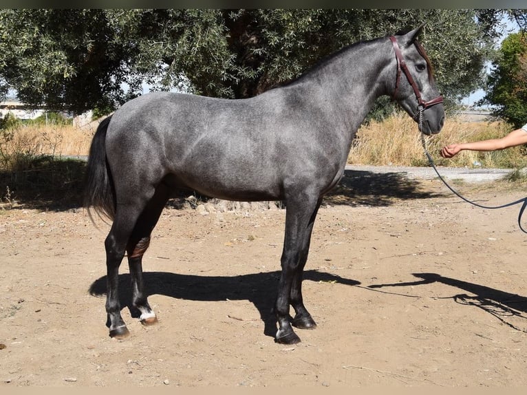 PRE Caballo castrado 3 años 154 cm Tordo in Provinz Granada