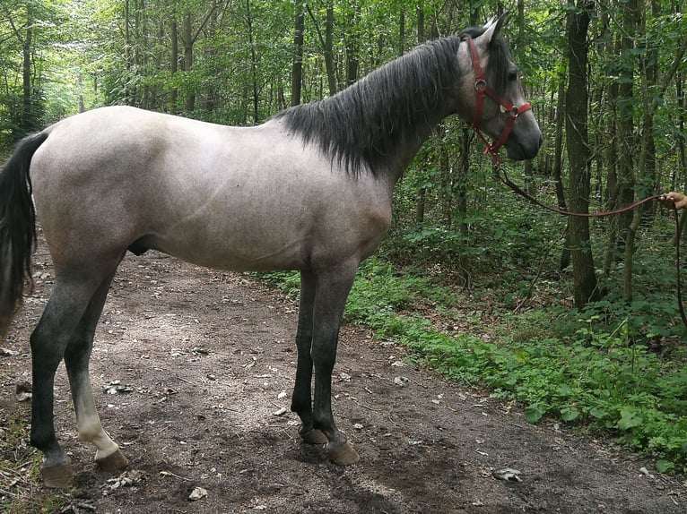 PRE Caballo castrado 3 años 154 cm Tordo in Euskirchen