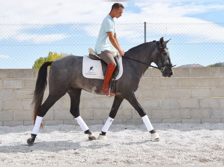 PRE Caballo castrado 3 años 154 cm Tordo in Provinz Granada