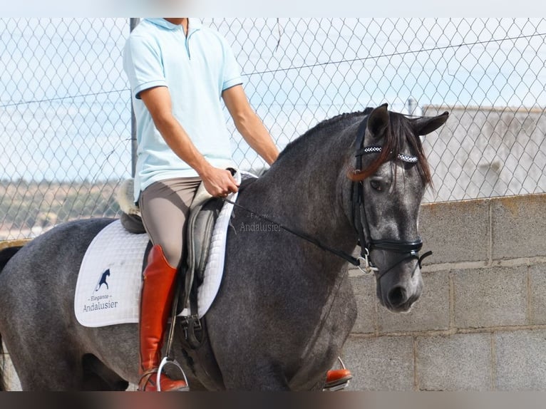 PRE Caballo castrado 3 años 154 cm Tordo in Provinz Granada