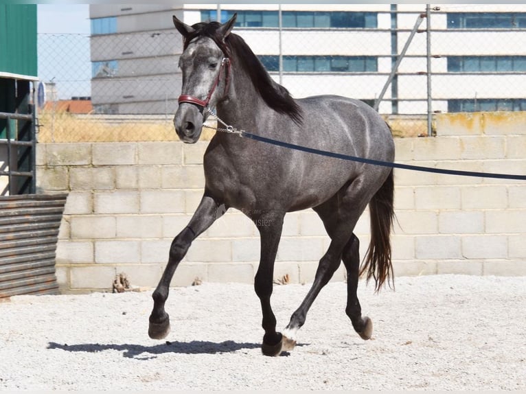 PRE Caballo castrado 3 años 154 cm Tordo in Provinz Granada