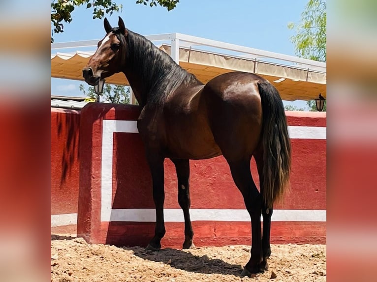 PRE Mestizo Caballo castrado 3 años 155 cm in Martfeld