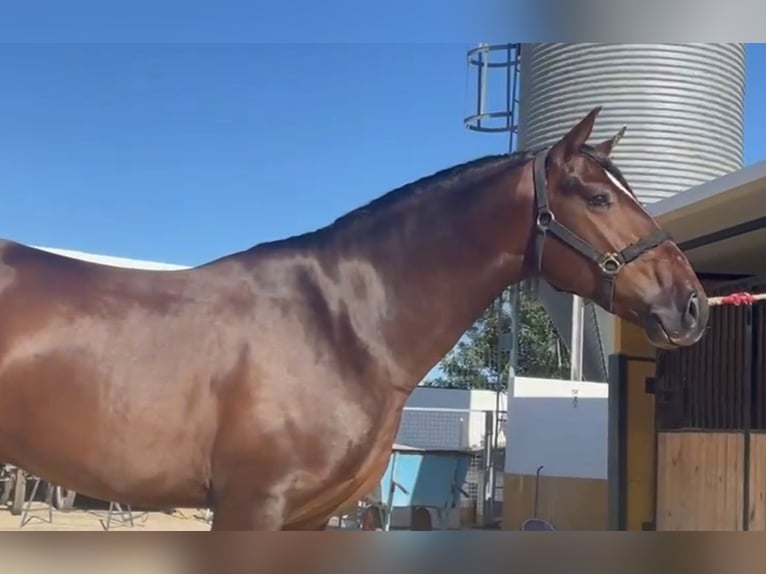 PRE Mestizo Caballo castrado 3 años 155 cm in Martfeld