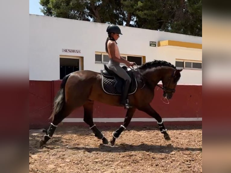 PRE Mestizo Caballo castrado 3 años 155 cm in Martfeld