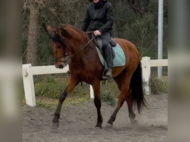 PRE Mestizo Caballo castrado 3 años 155 cm Castaño in Sant Miquel D&#39;Olerdola (Olerdola)