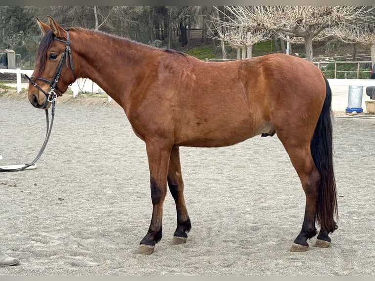 PRE Mestizo Caballo castrado 3 años 155 cm Castaño in Sant Miquel D&#39;Olerdola (Olerdola)