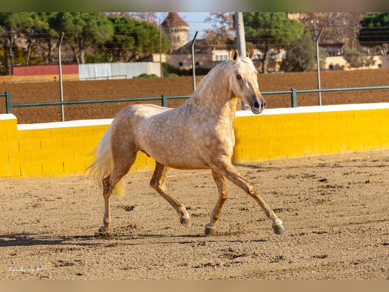 PRE Mestizo Caballo castrado 3 años 155 cm Palomino in Hamburg