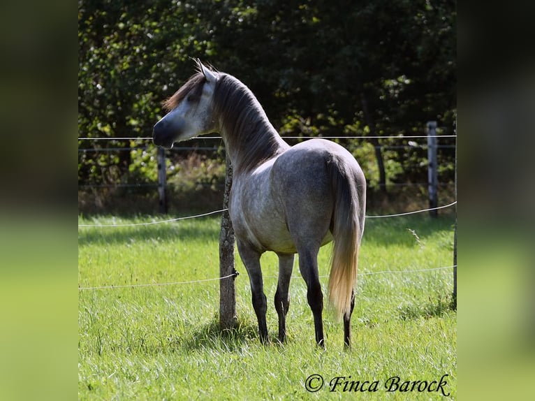 PRE Caballo castrado 3 años 155 cm Tordo in Wiebelsheim