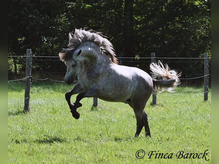 PRE Caballo castrado 3 años 155 cm Tordo in Wiebelsheim