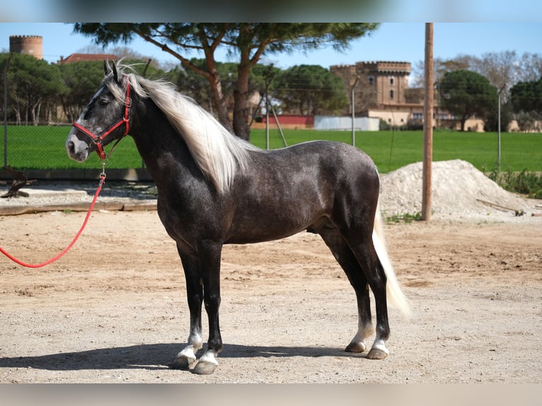 PRE Mestizo Caballo castrado 3 años 155 cm Tordo rodado in Hamburg