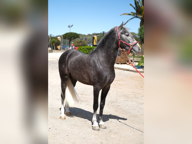 PRE Mestizo Caballo castrado 3 años 155 cm Tordo rodado in Hamburg