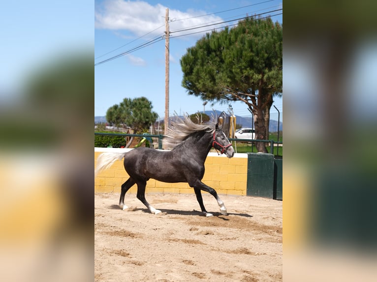 PRE Mestizo Caballo castrado 3 años 155 cm Tordo rodado in Hamburg