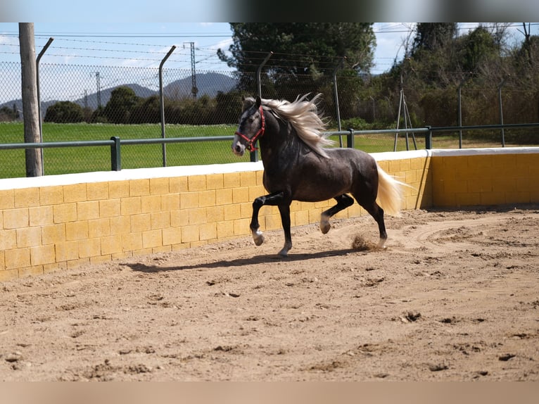PRE Mestizo Caballo castrado 3 años 155 cm Tordo rodado in Hamburg