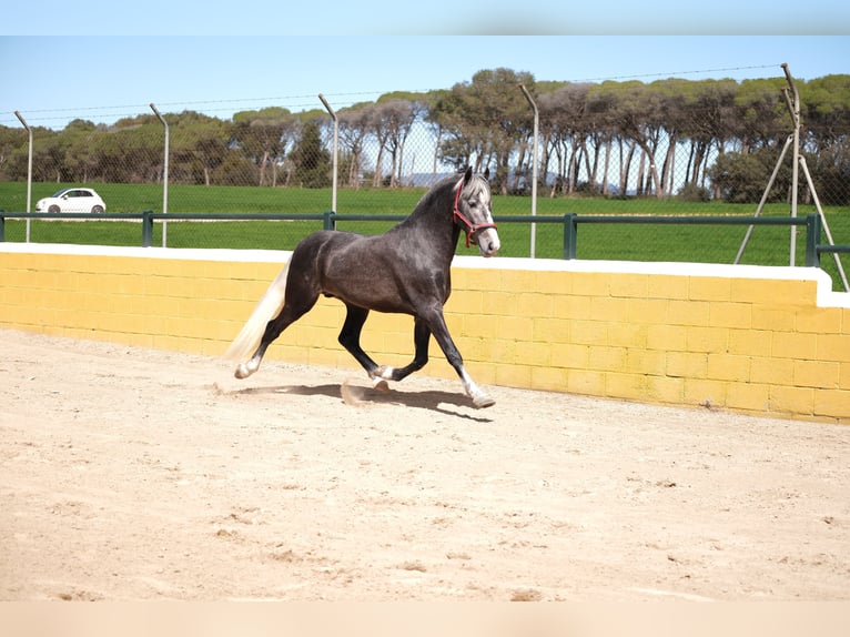 PRE Mestizo Caballo castrado 3 años 155 cm Tordo rodado in Hamburg