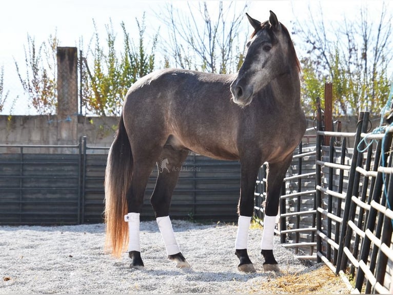 PRE Caballo castrado 3 años 155 cm Tordo in Provinz Granada