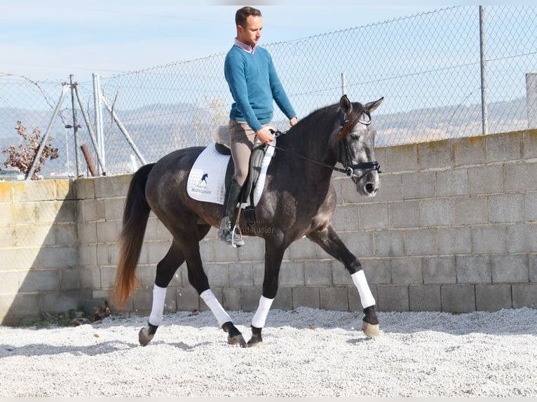 PRE Caballo castrado 3 años 155 cm Tordo in Provinz Granada