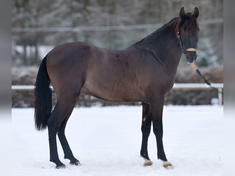 PRE Mestizo Caballo castrado 3 años 156 cm Alazán-tostado in Neustadt (Wied)