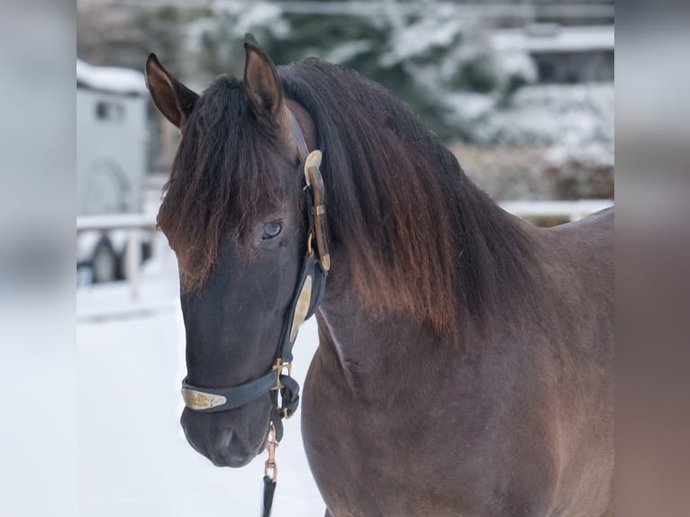PRE Mestizo Caballo castrado 3 años 156 cm Alazán-tostado in Neustadt (Wied)