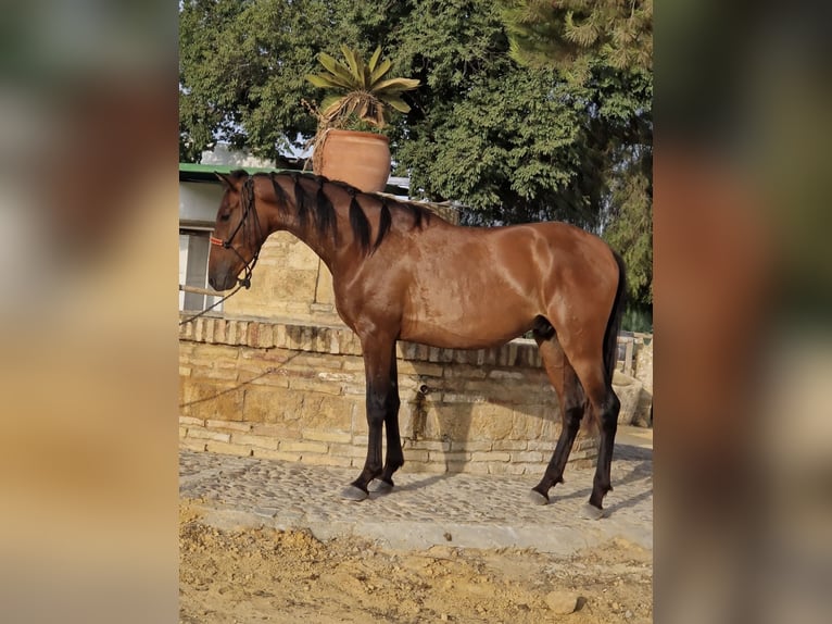 PRE Caballo castrado 3 años 157 cm Castaño in Carmona PRE Caballo castrado 3 años 157 cm Castaño in Carmona