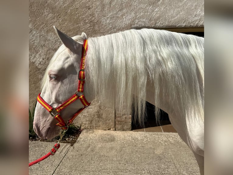 PRE Mestizo Caballo castrado 3 años 157 cm Cremello in Hamburg