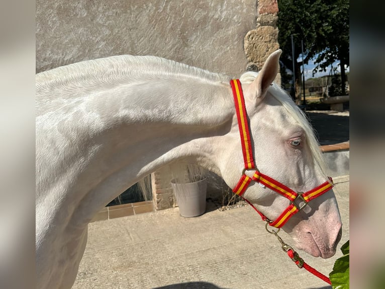 PRE Mestizo Caballo castrado 3 años 157 cm Cremello in Hamburg