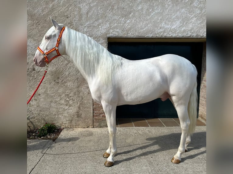 PRE Mestizo Caballo castrado 3 años 157 cm Cremello in Hamburg