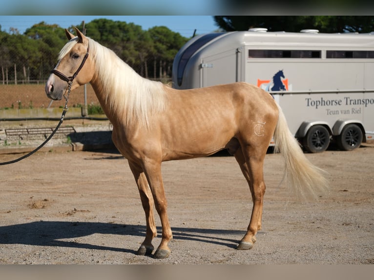 PRE Mestizo Caballo castrado 3 años 157 cm Palomino in Hamburg