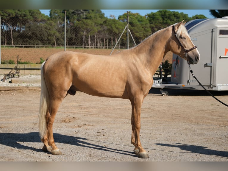 PRE Mestizo Caballo castrado 3 años 157 cm Palomino in Hamburg