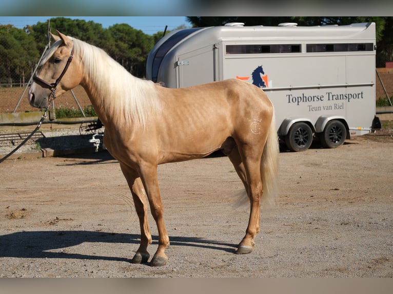 PRE Mestizo Caballo castrado 3 años 157 cm Palomino in Hamburg