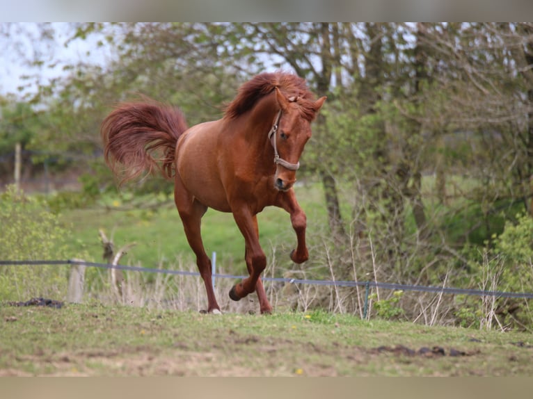 PRE Mestizo Caballo castrado 3 años 158 cm Alazán in Postfeld