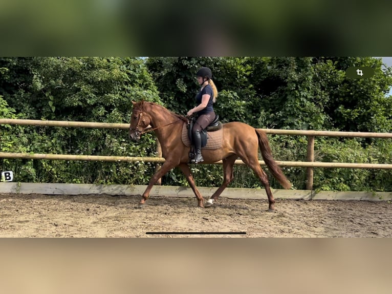 PRE Mestizo Caballo castrado 3 años 158 cm Alazán in Postfeld