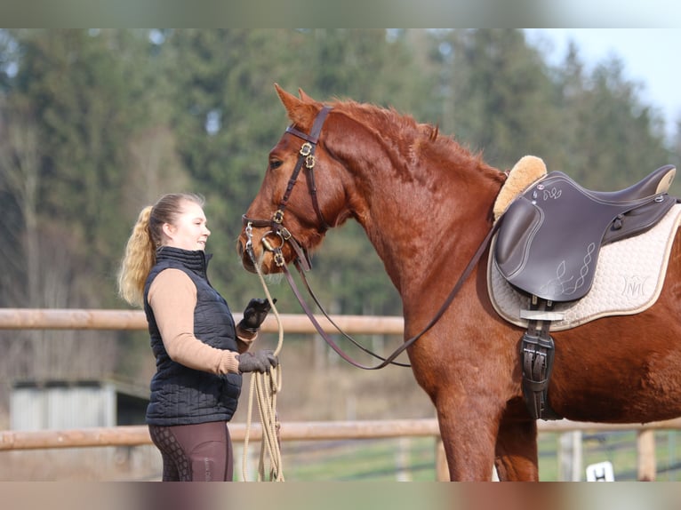 PRE Mestizo Caballo castrado 3 años 158 cm Alazán in Postfeld