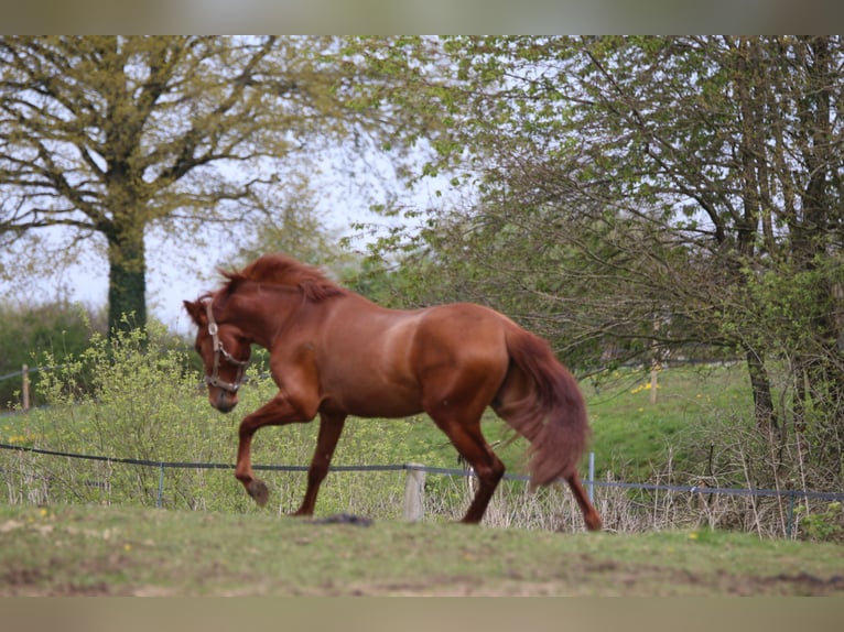 PRE Mestizo Caballo castrado 3 años 158 cm Alazán in Postfeld