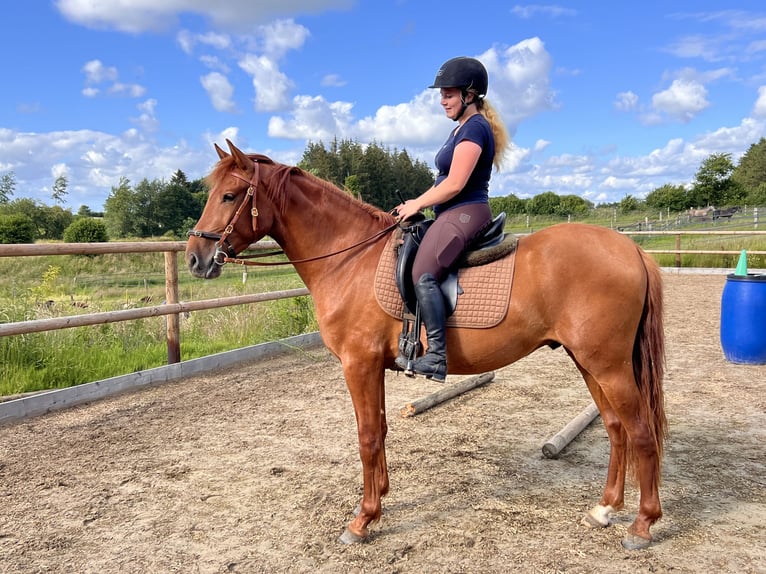 PRE Mestizo Caballo castrado 3 años 158 cm Alazán in Postfeld