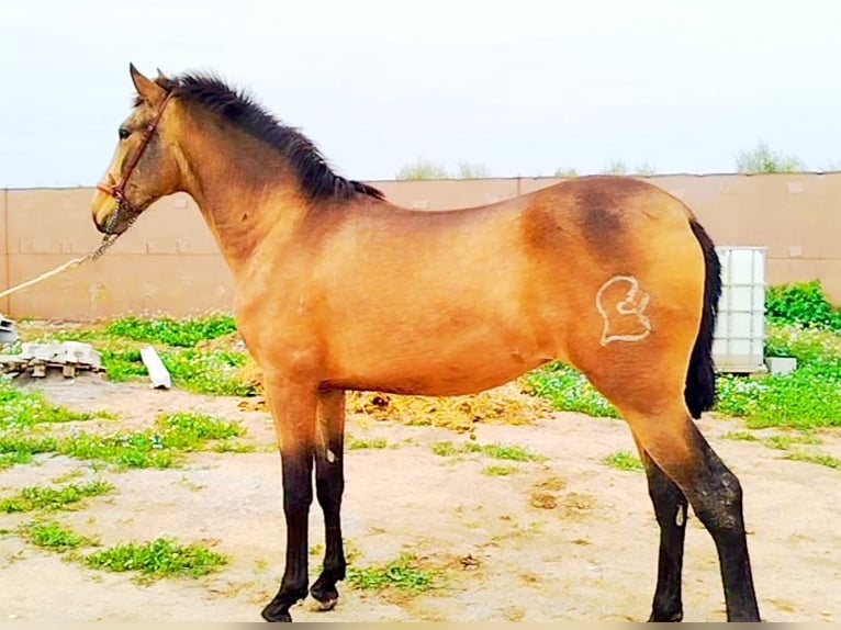 PRE Caballo castrado 3 años 158 cm Bayo in Atarfe