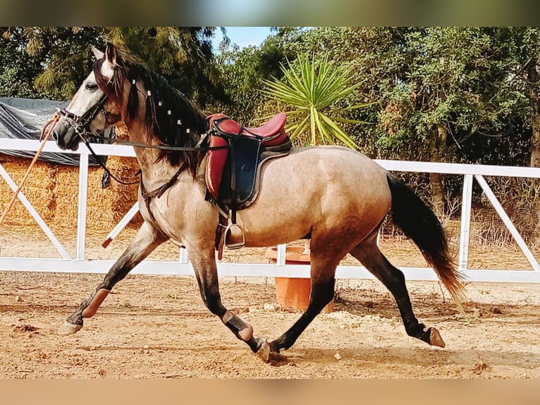 PRE Mestizo Caballo castrado 3 años 158 cm in Chiclana de la Frontera