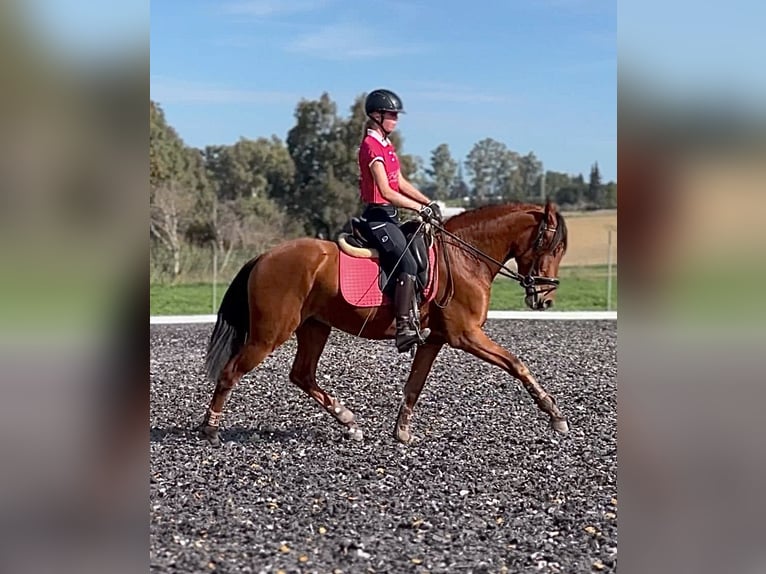 PRE Caballo castrado 3 años 158 cm Castaño rojizo in Malaga