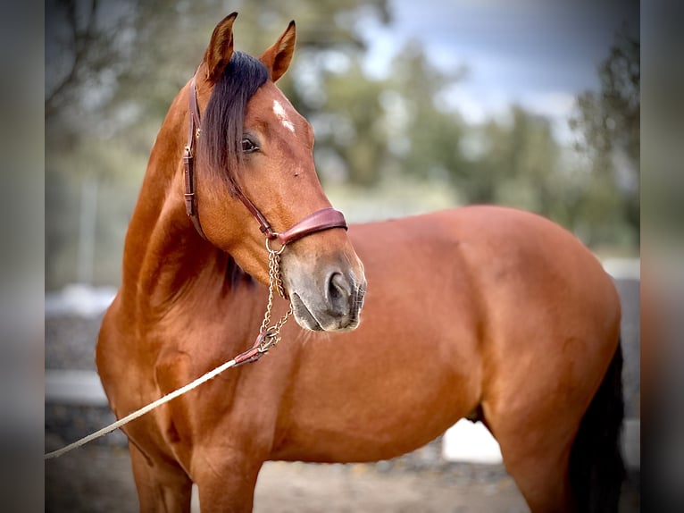 PRE Caballo castrado 3 años 158 cm Castaño rojizo in Malaga