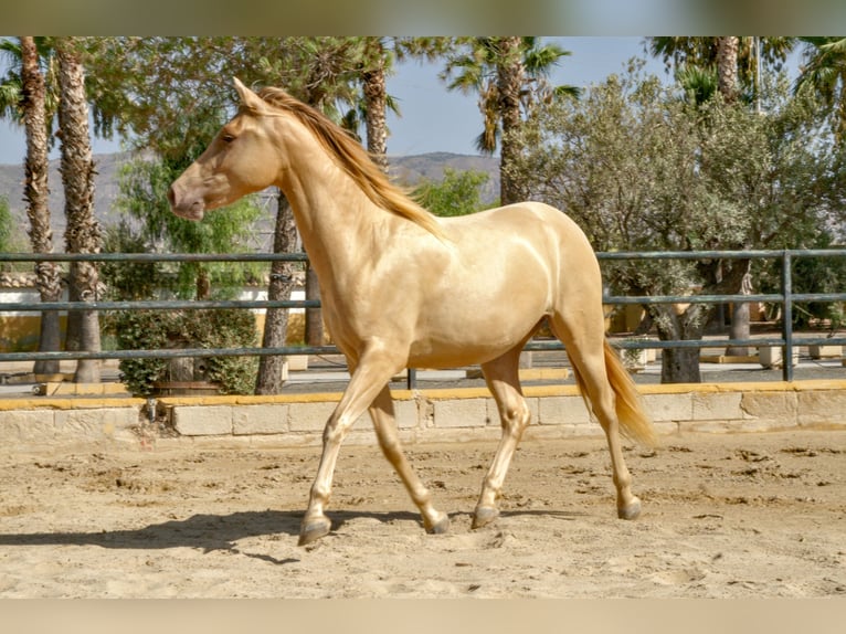 PRE Mestizo Caballo castrado 3 años 158 cm Champán in El Realengo