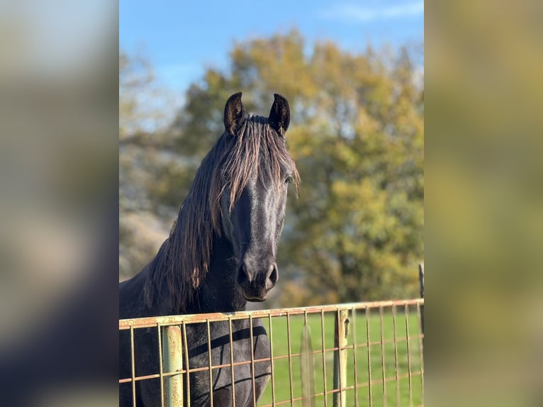 PRE Caballo castrado 3 años 158 cm Negro in Bilbao