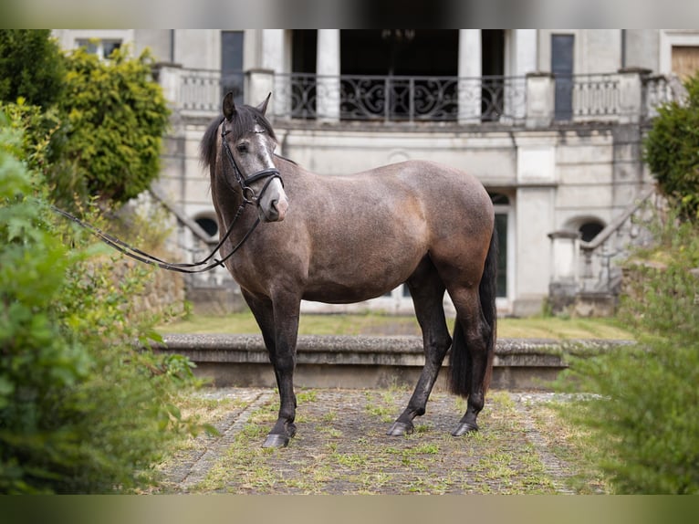 PRE Mestizo Caballo castrado 3 años 158 cm Tordo in Leichlingen