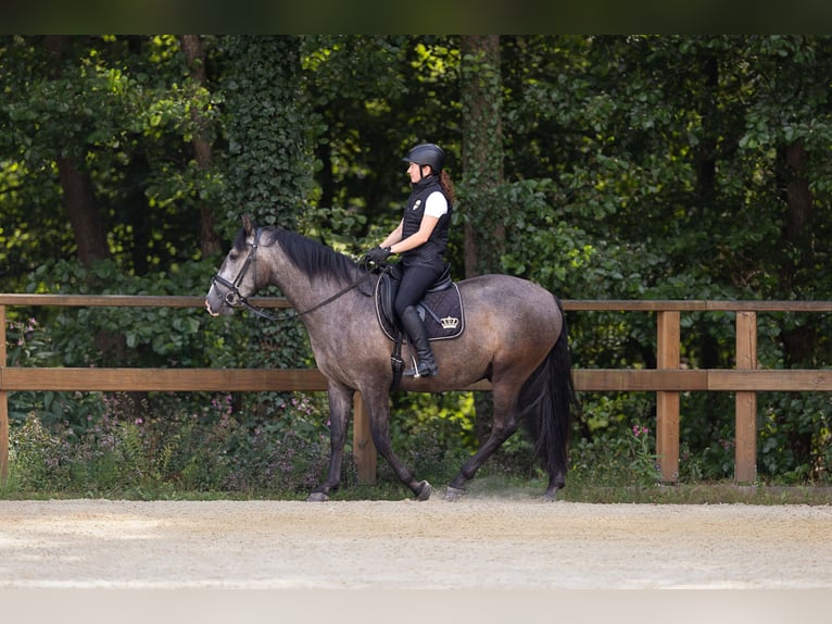 PRE Mestizo Caballo castrado 3 años 158 cm Tordo in Leichlingen