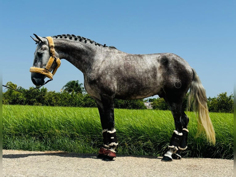 PRE Mestizo Caballo castrado 3 años 158 cm Tordo in Koppl