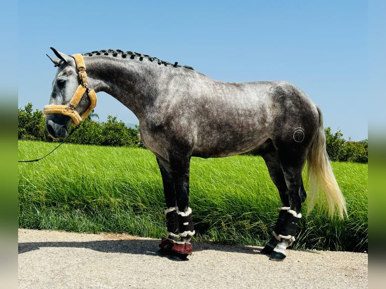 PRE Mestizo Caballo castrado 3 años 158 cm Tordo in Koppl