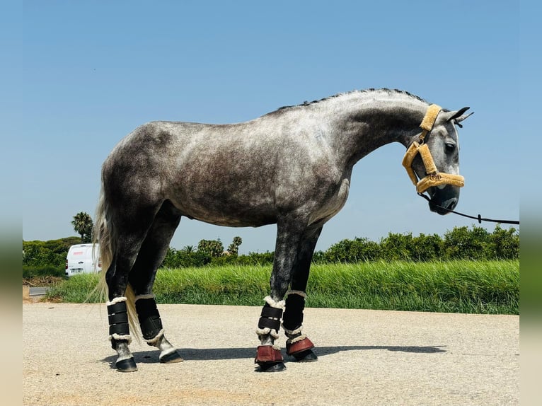 PRE Mestizo Caballo castrado 3 años 158 cm Tordo in Koppl