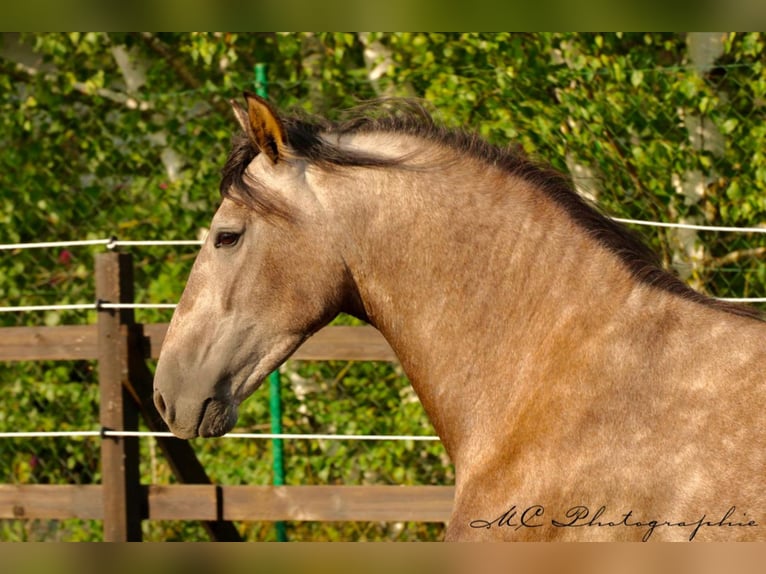 PRE Caballo castrado 3 años 160 cm in /Polenz