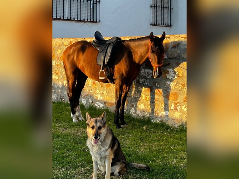 PRE Mestizo Caballo castrado 3 años 160 cm Castaño in Tarifa