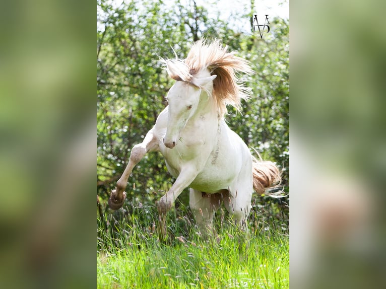 PRE Mestizo Caballo castrado 3 años 160 cm Cremello in Deauville